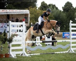 Springpferd Wannus van het Tichelhof (Haflinger, 2007, von Weltbild)