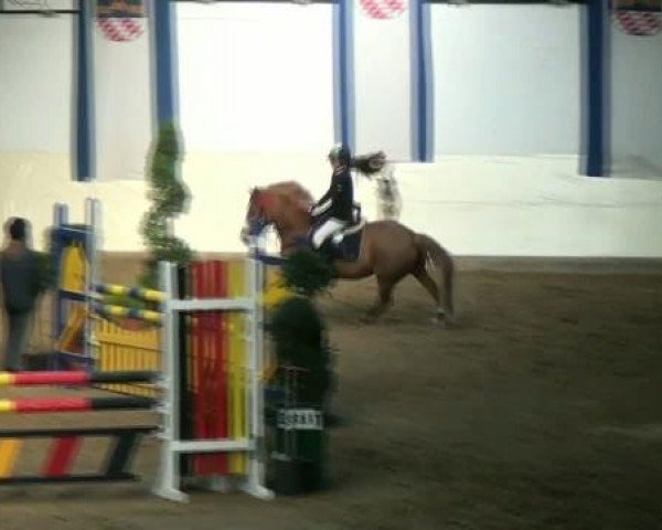 jumper Peppino 55 (German Riding Pony, 1996, from Playback)