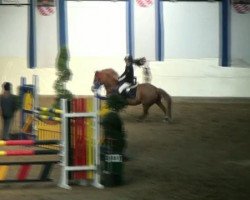 jumper Peppino 55 (German Riding Pony, 1996, from Playback)