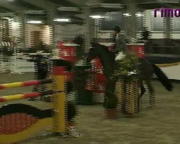 jumper C Jay (Hanoverian, 2004, from Contendro I)