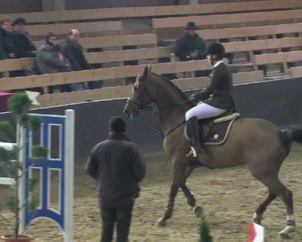 Zuchtstute Choco la petite (Oldenburger, 2003, von Couleur Rubin)