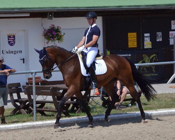 dressage horse Fago 6 (Westphalian, 2016, from Fürstenball)