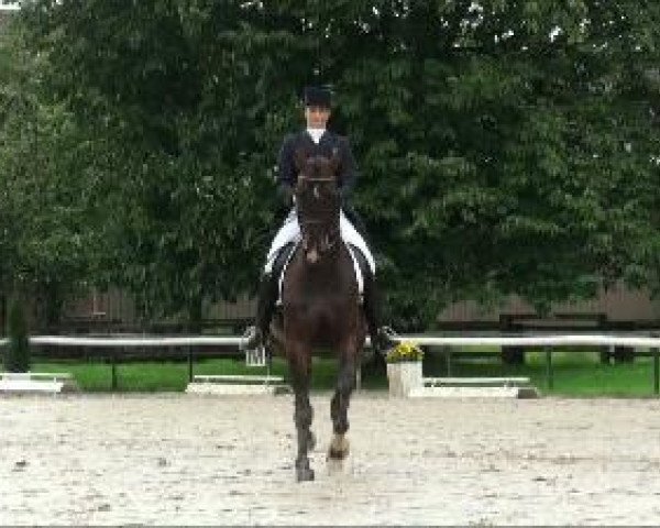 dressage horse Rodrigo 104 (Hanoverian, 2001, from Rotspon)