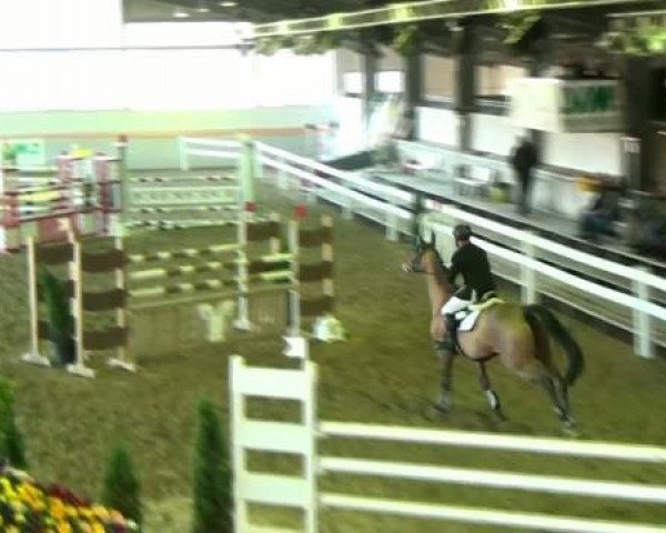 Springpferd Comtesse E (Westfale, 2004, von Co-Pilot)