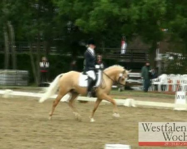 stallion Don Dolino (German Riding Pony, 2007, from FS Don't Worry)
