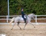 dressage horse Bolero des Baux (Camargue horse, 2011, from Jericho des Baux)