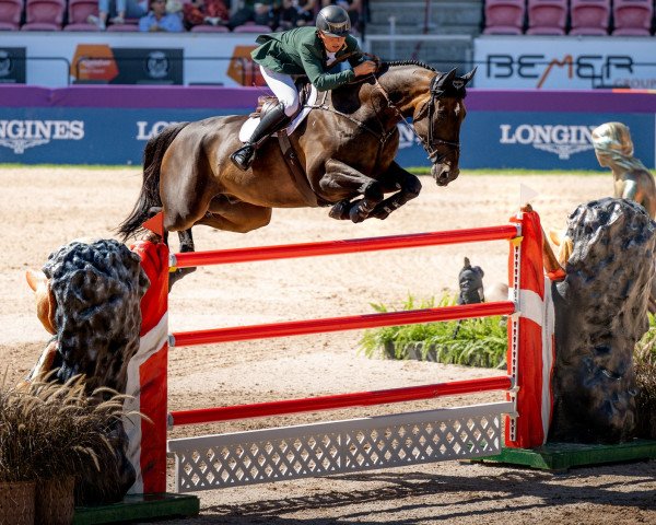 Springpferd Pacino Amiro (Irish Sport Horse, 2012, von Eldiam de Reve)