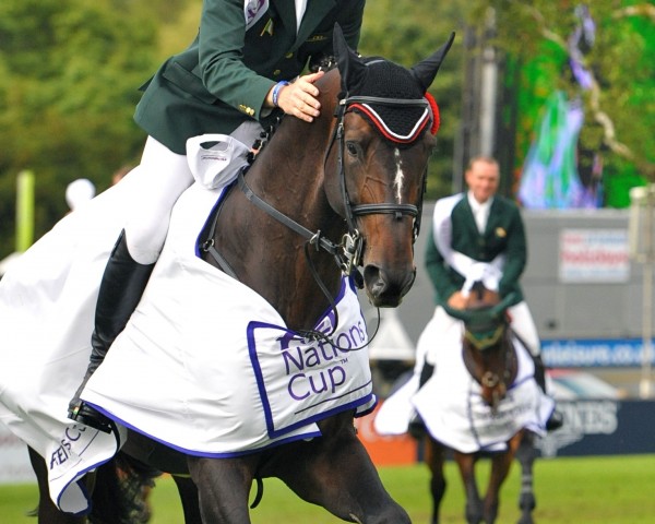 stallion Eldiam de Reve (Belgian Warmblood, 2004, from Diamant de Semilly)