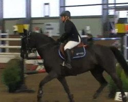 broodmare Easy 65 (Hanoverian, 2000, from Escudo I)