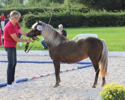 Pferd Happy`s Mai Tai (Deutsches Classic Pony, 2013, von Kollin von Clus)