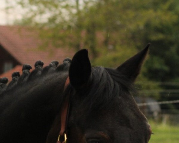 Zuchtstute Graslahof's Alina (Deutsches Reitpony, 1999, von De Merel´s Demis)