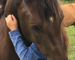 dressage horse Pokerface (German Riding Pony, 2009, from FS Pontiac)