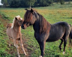 stallion Kollin von Clus (German Classic Pony, 2005, from KC Coyne Connection)