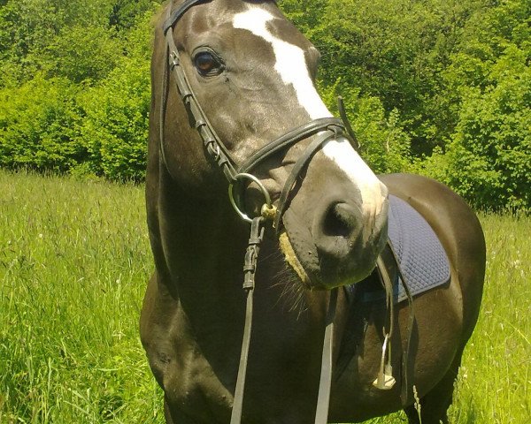 Pferd Cordy (Holsteiner,  , von Constant)