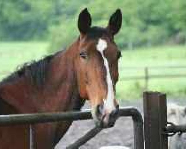 jumper Apollo (Hanoverian, 1991)