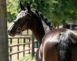 broodmare Breakfast at Tiffany's (Hanoverian, 2016, from Belantis)