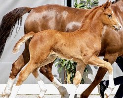 stallion Sir Colorful (Hanoverian,  , from Shu Fu)