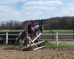 broodmare Tinka (German Riding Pony, 1994, from Tangerine Dream)