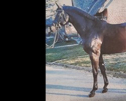 broodmare Harmonia L (Hanoverian, 2007, from Hochadel)