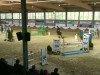 jumper Vicari (Belgian Warmblood, 1998, from Magic Darco)