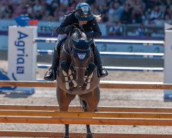 Zuchtstute Karoline of Ballmore (Belgisches Warmblut, 2010, von Diarado)