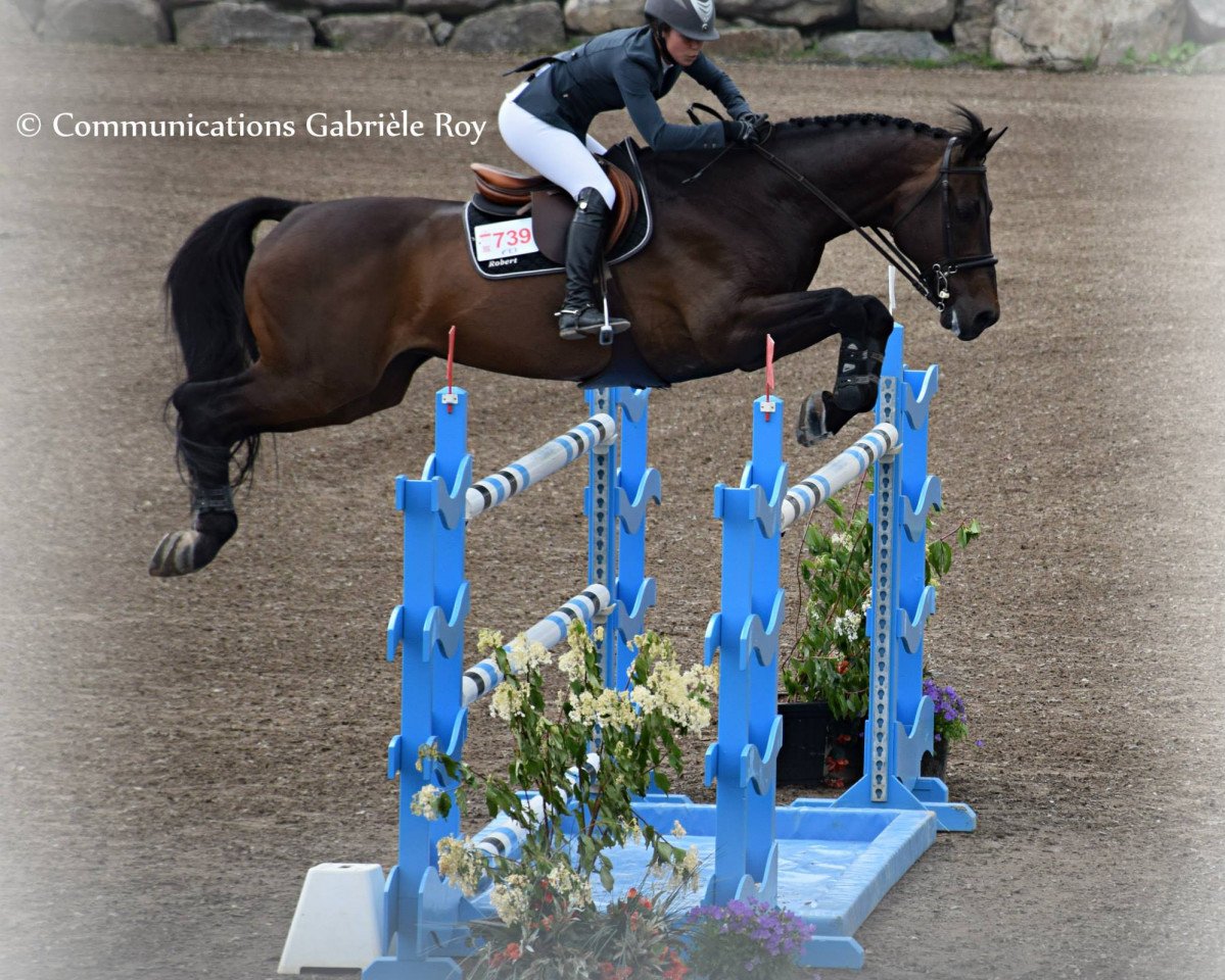 stallion Convento van de Helle (Holsteiner, 2001, from Contender)