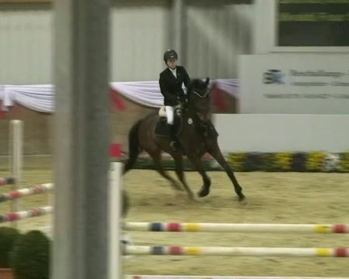 Springpferd Vivaldi four Seasons (KWPN (Niederländisches Warmblut), 2002, von Dick Z)
