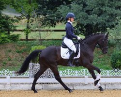 dressage horse Million Dreams 4 (German Sport Horse, 2018, from Morricone)