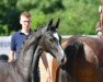 jumper Con Calida (Oldenburg show jumper, 2020, from Cornet Obolensky)