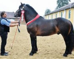 stallion Millstatt Diamant XII (South German draft horse, 2007, from Macht Diamant XI)