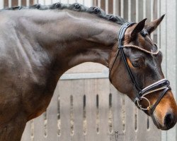 dressage horse Fine Florence (Westphalian, 2017, from Finest)