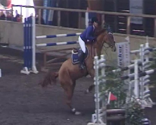 Pferd Lucca 82 (Hannoveraner, 2003, von Le Primeur)