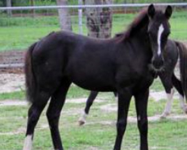 Pferd CF Dancing Fancy (Deutsches Reitpony, 2013, von Don De Marco)