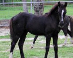 Pferd CF Dancing Fancy (Deutsches Reitpony, 2013, von Don De Marco)