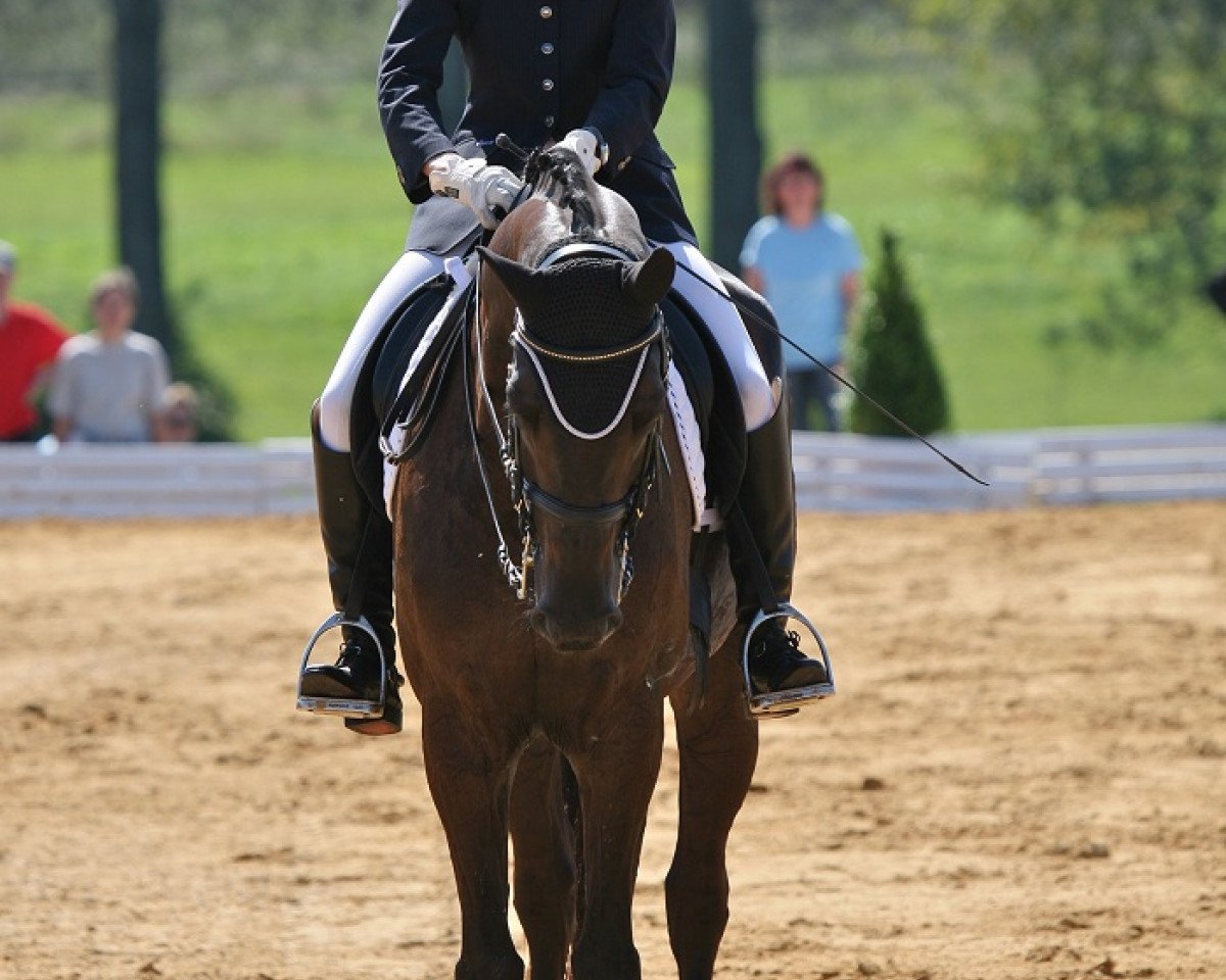Pferd Knauers Artur (Deutsches Sportpferd, 2004, von Aletto)