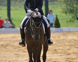 horse Knauers Artur (German Sport Horse, 2004, from Aletto)