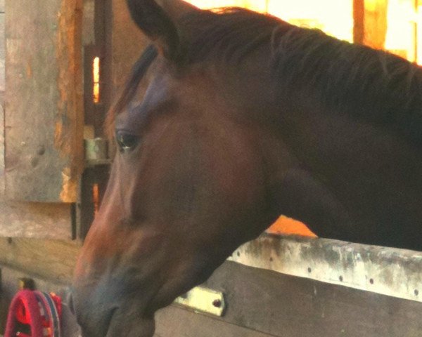 dressage horse Ann-Jolie (Trakehner, 2009, from Grafenstolz)