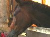 dressage horse Ann-Jolie (Trakehner, 2009, from Grafenstolz)