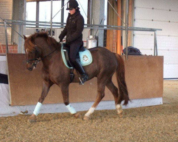 dressage horse Fflur Get up and Go (Welsh-Cob (Sek. D), 2001)