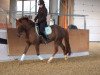 dressage horse Fflur Get up and Go (Welsh-Cob (Sek. D), 2001)