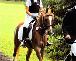 jumper Berno 5 (German Riding Pony, 2008, from Blanchet)