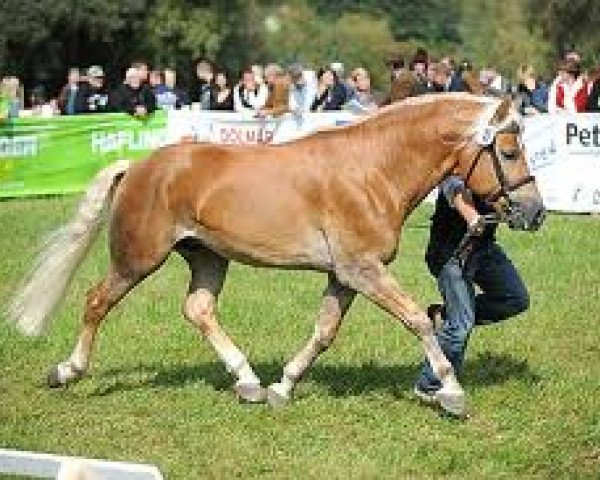 Pferd Abendlicht (Haflinger, 2004, von Aufwind)