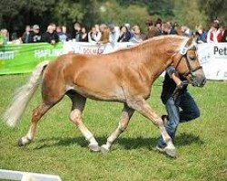 Pferd Abendlicht (Haflinger, 2004, von Aufwind)