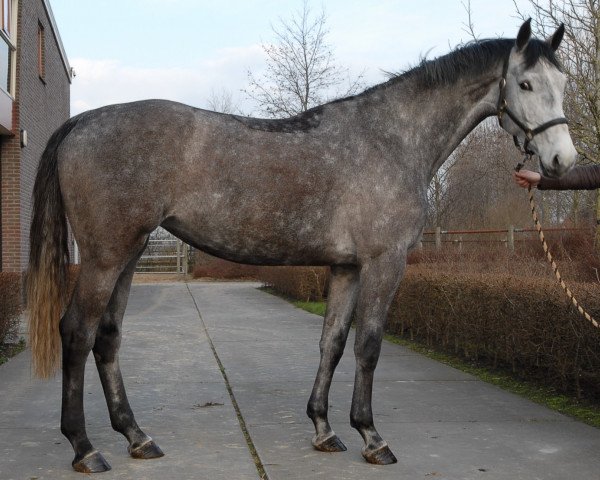 broodmare Zoe Quality (Holsteiner, 2007, from Calido I)
