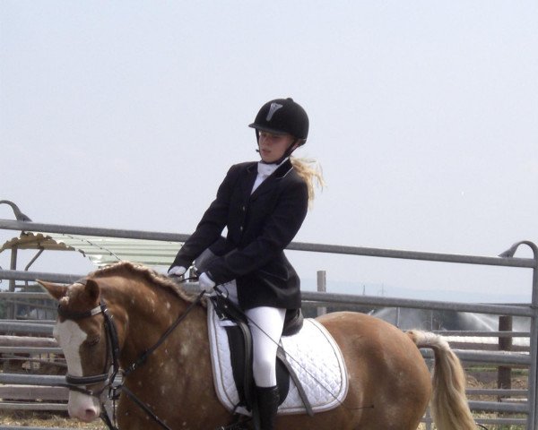 horse Navaro (German Riding Pony,  )