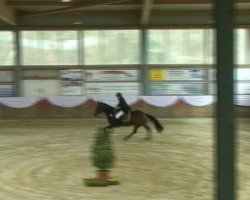 jumper Arko 103 (KWPN (Royal Dutch Sporthorse), 2005, from Placido)