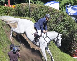 stallion C-Trenton Z (Zangersheide riding horse, 2000, from Carthago)