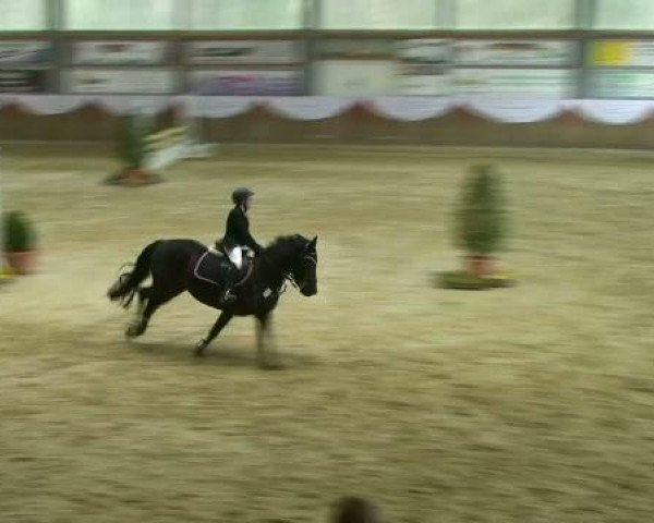 jumper Uraia (German Riding Pony, 2000, from Ussuri xx)
