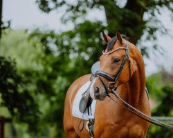 dressage horse Sir Casimir (Hanoverian, 2018, from Secret)