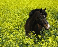 dressage horse Colonelson (German Riding Pony, 2000, from Colonel)